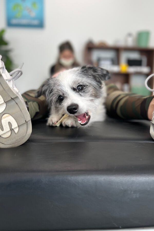 Meet Olli - Therapy Dog
